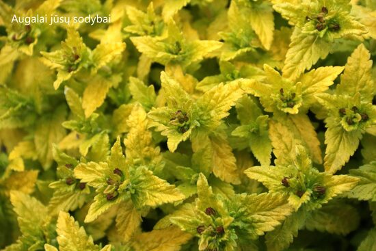 Veronikos , Veronikūnai